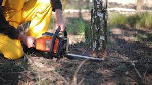 Best Tree Preservation Services  in Moorhead, MS