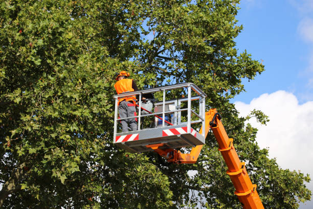 Best Leaf Removal  in Moorhead, MS