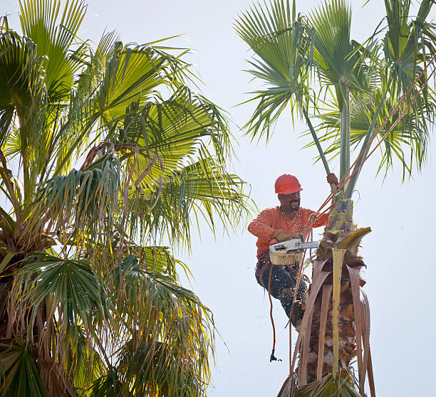 Best Storm Damage Tree Cleanup  in Moorhead, MS